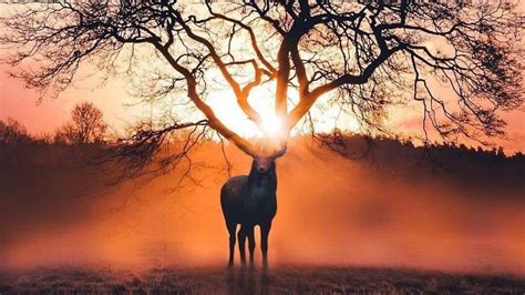 Antler king lick magic sambar stag sovereign devour wizardry